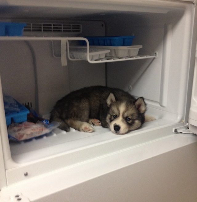 baby husky in congelator